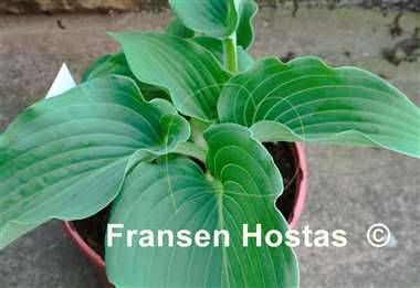 Hosta Blue Life